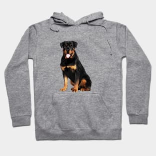 Rottweiler Dog, Dog Lover Hoodie